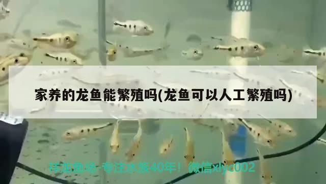 家養的龍魚能繁殖嗎(龍魚可以人工繁殖嗎)