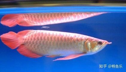大湖紅龍魚對比印尼紅龍魚哪個好養：大湖紅龍魚與印尼紅龍魚價格比較