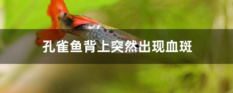 孔雀魚背上突然出現血斑怎么辦