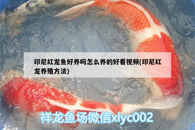 印尼紅龍魚好養嗎怎么養的好看視頻(印尼紅龍養殖方法) 印尼紅龍魚好養嗎怎么養的好看視頻(印尼紅龍養殖方法) 紅龍魚百科 第2張