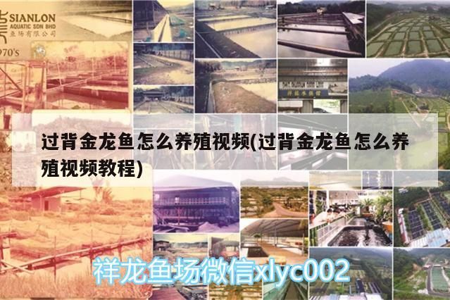 過背金龍魚怎么養殖視頻(過背金龍魚怎么養殖視頻教程)