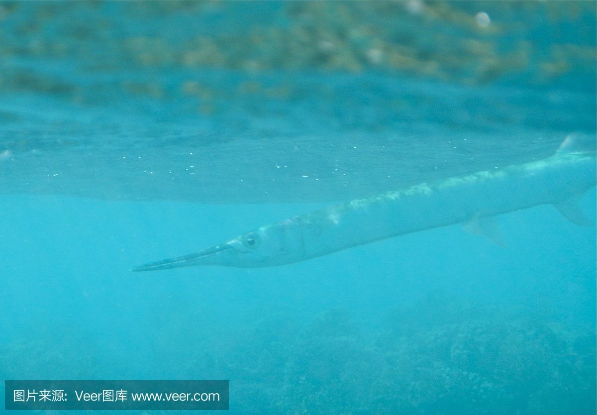 魟魚(yú)過(guò)水的正確方法：如果魟魚(yú)開(kāi)始慢慢游動(dòng)，魟魚(yú)過(guò)水的正確方法