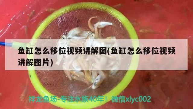魚缸怎么移位視頻講解圖(魚缸怎么移位視頻講解圖片) 魚缸怎么移位視頻講解圖(魚缸怎么移位視頻講解圖片) 錦鯉魚百科 第3張