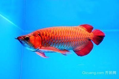 紅龍魚幼魚用什么背景飼養好？：養殖紅龍魚的注意事項