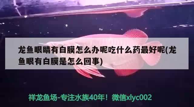 龍魚眼睛有白膜怎么辦呢吃什么藥最好呢(龍魚眼有白膜是怎么回事) 龍魚眼睛有白膜怎么辦呢吃什么藥最好呢(龍魚眼有白膜是怎么回事) 錦鯉魚百科 第3張
