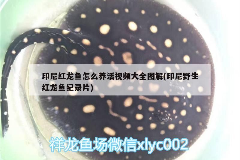 印尼紅龍魚怎么養活視頻大全圖解(印尼野生紅龍魚紀錄片) 紅龍魚百科 第3張 印尼紅龍魚怎么養活視頻大全圖解(印尼野生紅龍魚紀錄片) 印尼紅龍魚怎么養活視頻大全圖解(印尼野生紅龍魚紀錄片) 紅龍魚百科 第3張