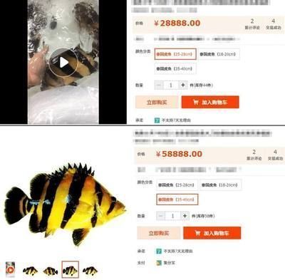 泰國虎魚市場價格波動原因，泰國虎魚市場價格波動是由多種因素共同作用的結果
