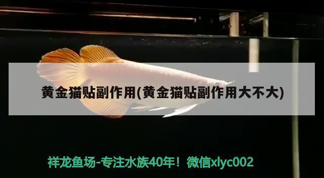 黃金貓貼副作用(黃金貓貼副作用大不大)