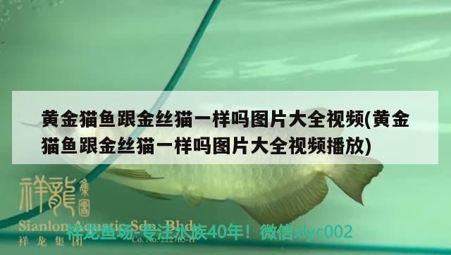 黃金貓魚跟金絲貓一樣嗎圖片大全視頻(黃金貓魚跟金絲貓一樣嗎圖片大全視頻播放) 黃金貓魚跟金絲貓一樣嗎圖片大全視頻(黃金貓魚跟金絲貓一樣嗎圖片大全視頻播放) 黃金貓魚百科 第3張