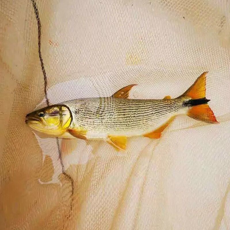 如何減少黃金河虎魚攻擊性，減少黃金河虎魚攻擊性的方法