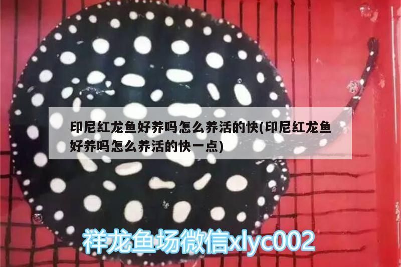 印尼紅龍魚(yú)好養(yǎng)嗎怎么養(yǎng)活的快(印尼紅龍魚(yú)好養(yǎng)嗎怎么養(yǎng)活的快一點(diǎn))
