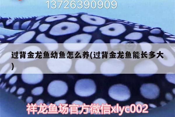 過背金龍魚幼魚怎么養(過背金龍魚能長多大) 過背金龍魚幼魚怎么養(過背金龍魚能長多大) 金龍魚百科 第3張