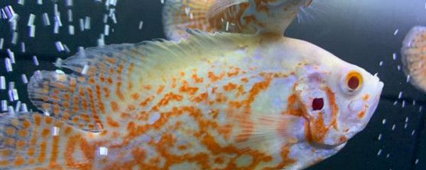 如何讓龍魚的發色更好一些，如何讓龍魚發色更好一些