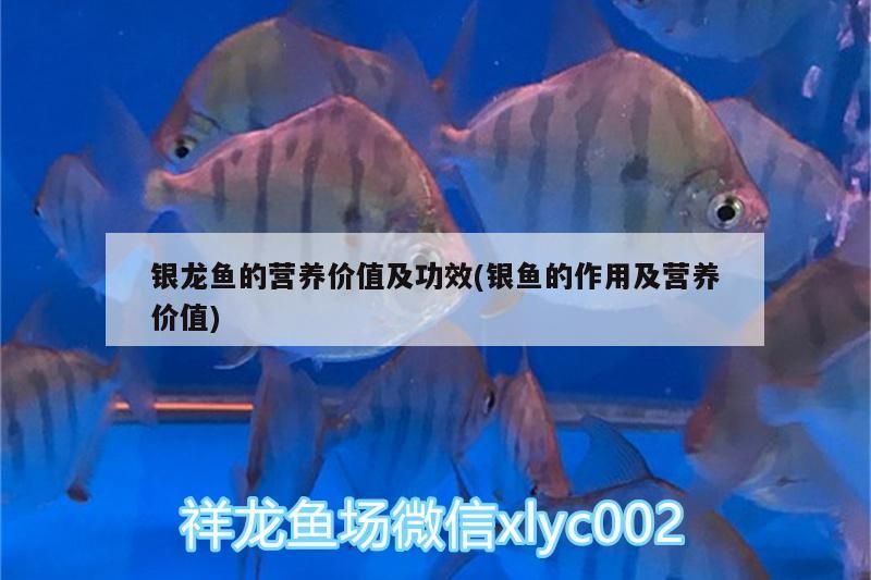 銀龍魚(yú)的營(yíng)養(yǎng)價(jià)值及功效(銀魚(yú)的作用及營(yíng)養(yǎng)價(jià)值)