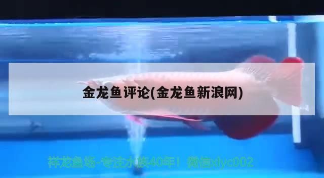金龍魚評論(金龍魚新浪網)