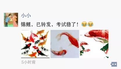 魚缸養(yǎng)魚的朋友圈說說搞笑圖片，魚缸搞笑圖片創(chuàng)意來源龍魚趣事分享心得魚缸生活幽默視角解析