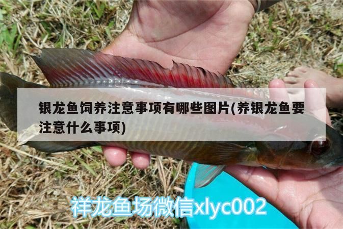 銀龍魚飼養注意事項有哪些圖片(養銀龍魚要注意什么事項) 銀龍魚飼養注意事項有哪些圖片(養銀龍魚要注意什么事項) 銀龍魚百科 第3張
