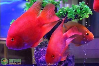 元寶鳳凰魚怎么養的好看圖片欣賞：元寶鳳凰魚怎么養的好看 元寶鳳凰魚怎么養的好看圖片欣賞：元寶鳳凰魚怎么養的好看 元寶鳳凰魚百科 第3張