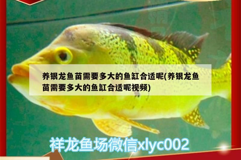 養(yǎng)銀龍魚苗需要多大的魚缸合適呢(養(yǎng)銀龍魚苗需要多大的魚缸合適呢視頻)