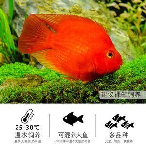 元寶鳳凰魚怎么養的圖片欣賞：元寶鳳凰魚是一種美麗且需要精心照顧的觀賞魚圖片欣賞 元寶鳳凰魚怎么養的圖片欣賞：元寶鳳凰魚是一種美麗且需要精心照顧的觀賞魚圖片欣賞 元寶鳳凰魚百科 第4張