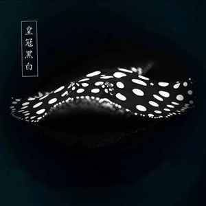 黑白魟魚和黑金怎么區分：黑白魟魚和黑金怎么區分黑白魟魚和黑金怎么區分 黑白魟魚和黑金怎么區分：黑白魟魚和黑金怎么區分黑白魟魚和黑金怎么區分 魟魚百科 第4張