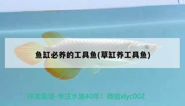 入戶門(mén)門(mén)口放魚(yú)缸好嗎（入戶門(mén)口放魚(yú)缸好不好）