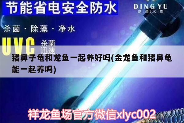 豬鼻子龜和龍魚一起養好嗎(金龍魚和豬鼻龜能一起養嗎)
