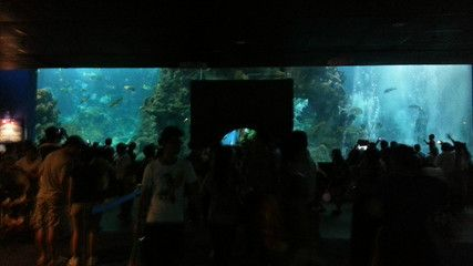 水族館在哪里?(南京水族館特色展覽介紹阿布扎比國家水族館互動體驗) 水族館百科(水族館加盟) 第4張 水族館在哪里?(南京水族館特色展覽介紹阿布扎比國家水族館互動體驗) 水族館在哪里?(南京水族館特色展覽介紹阿布扎比國家水族館互動體驗) 水族館百科(水族館加盟) 第4張