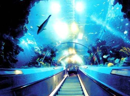 水族館在哪里?(南京水族館特色展覽介紹阿布扎比國家水族館互動體驗) 水族館百科(水族館加盟) 第6張 水族館在哪里?(南京水族館特色展覽介紹阿布扎比國家水族館互動體驗) 水族館在哪里?(南京水族館特色展覽介紹阿布扎比國家水族館互動體驗) 水族館百科(水族館加盟) 第6張