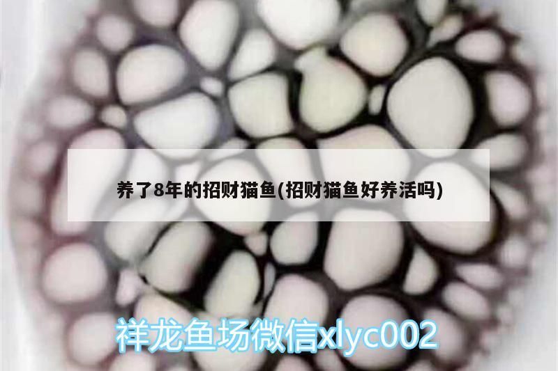 養了8年的招財貓魚(招財貓魚好養活嗎)