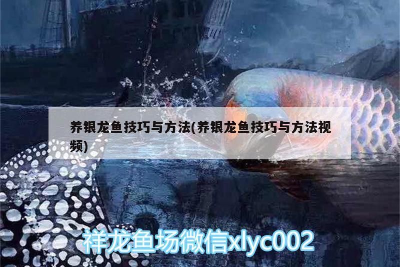 養銀龍魚技巧與方法(養銀龍魚技巧與方法視頻)