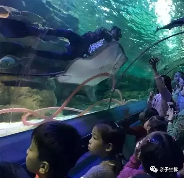 水族館工作人員是多少工資（水族館工作人員工資待遇如何） 水族館工作人員是多少工資（水族館工作人員工資待遇如何） 水族館百科（水族館加盟） 第4張