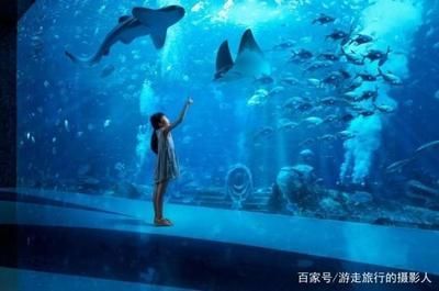 水族館工作人員是多少工資（水族館工作人員工資待遇如何） 水族館工作人員是多少工資（水族館工作人員工資待遇如何） 水族館百科（水族館加盟） 第6張