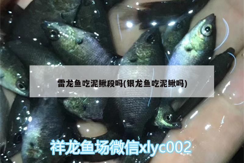 雷龍魚吃泥鰍段嗎(銀龍魚吃泥鰍嗎)