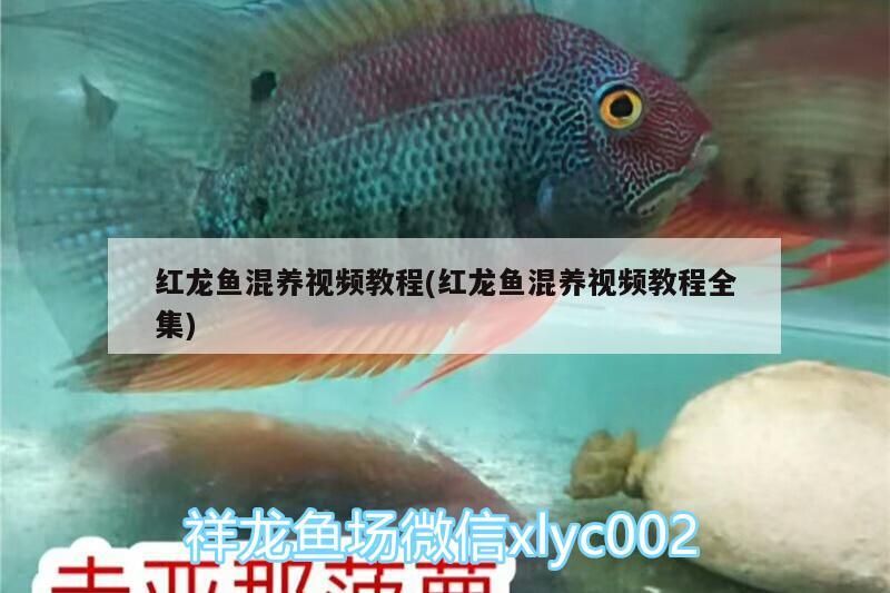 紅龍魚混養視頻教程(紅龍魚混養視頻教程全集)