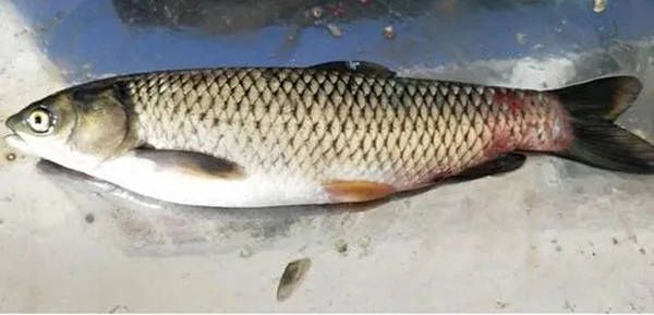 祥龍水族館社交媒體互動（祥龍水族館在社交媒體上建立獨特品牌形象是提升用戶互動的關鍵）