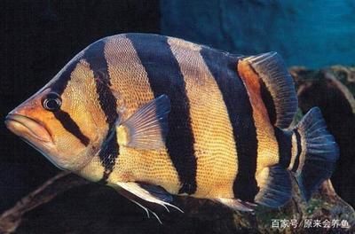 為什么虎魚的紋路一會(huì)有一會(huì)沒(méi)？：為什么虎魚的紋路一會(huì)兒清晰可見(jiàn)，一會(huì)兒卻又變得模糊或消失不見(jiàn)