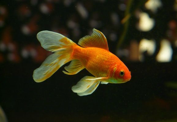 龍魚鱗片脫落后，是否能自愈取決于多種因素，如何判斷龍魚掉鱗是否嚴(yán)重？