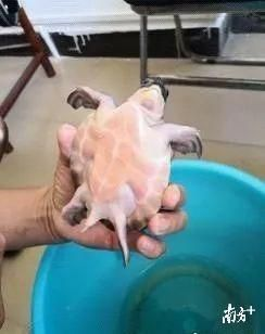 賣豬鼻龜被抓：《揭秘倒賣賣豬鼻龜的黑色產業鏈:挑戰保護野生動物的努力》 賣豬鼻龜被抓：《揭秘倒賣賣豬鼻龜的黑色產業鏈:挑戰保護野生動物的努力》 豬鼻龜百科 第7張