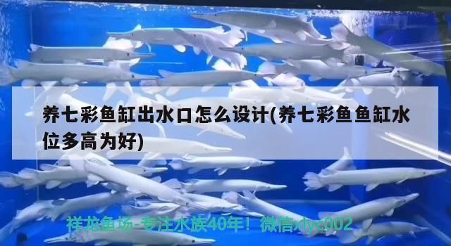 紅龍魚的喂養技巧和方法(小紅龍魚飼養技巧)
