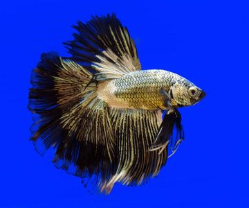 凈泉科技免疫促進(jìn)劑體驗(yàn)報(bào)告 黃金貓魚(yú)百科 第1張 凈泉科技免疫促進(jìn)劑體驗(yàn)報(bào)告 凈泉科技免疫促進(jìn)劑體驗(yàn)報(bào)告 黃金貓魚(yú)百科 第1張