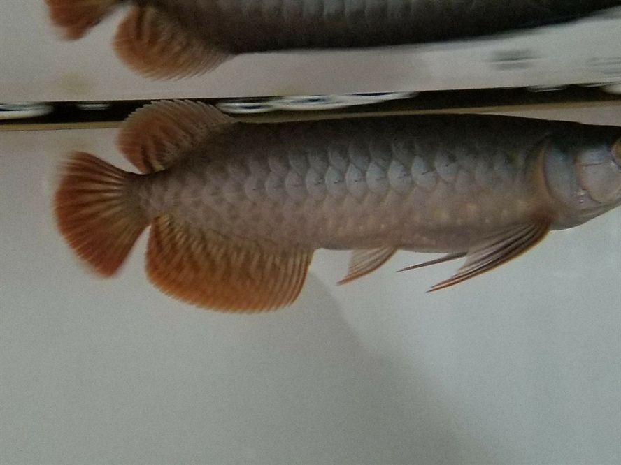 凈泉科技免疫促進(jìn)劑體驗(yàn)報(bào)告 黃金貓魚(yú)百科 第3張 凈泉科技免疫促進(jìn)劑體驗(yàn)報(bào)告 凈泉科技免疫促進(jìn)劑體驗(yàn)報(bào)告 黃金貓魚(yú)百科 第3張