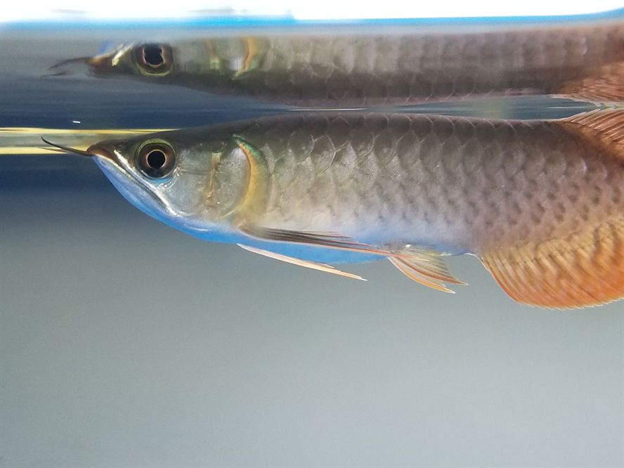 凈泉科技免疫促進(jìn)劑體驗(yàn)報(bào)告 黃金貓魚(yú)百科 第4張 凈泉科技免疫促進(jìn)劑體驗(yàn)報(bào)告 凈泉科技免疫促進(jìn)劑體驗(yàn)報(bào)告 黃金貓魚(yú)百科 第4張