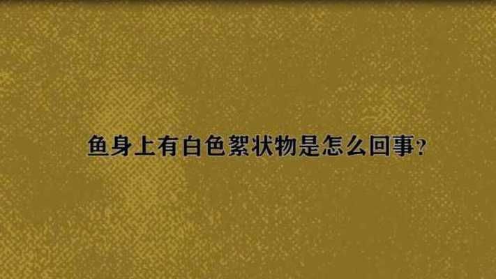 魟魚拉的白色絮狀是什么原因引起的：魟魚拉出白色絮狀物是什么原因引起的[需手動(dòng)填充]魚拉出的白色絮狀物是什么 魟魚拉的白色絮狀是什么原因引起的：魟魚拉出白色絮狀物是什么原因引起的[需手動(dòng)填充]魚拉出的白色絮狀物是什么 魟魚百科 第3張