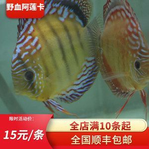 除了熱帶魚其它有啥好看的觀賞魚(溫帶淡水觀賞魚品種繁多,適合在家中飼養(yǎng)的觀賞魚) 豬鼻龜百科 第3張 除了熱帶魚其它有啥好看的觀賞魚(溫帶淡水觀賞魚品種繁多,適合在家中飼養(yǎng)的觀賞魚) 除了熱帶魚其它有啥好看的觀賞魚(溫帶淡水觀賞魚品種繁多,適合在家中飼養(yǎng)的觀賞魚) 豬鼻龜百科 第3張