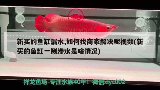 新買的魚缸漏水,如何找商家解決呢視頻(新買的魚缸一側滲水是啥情況)