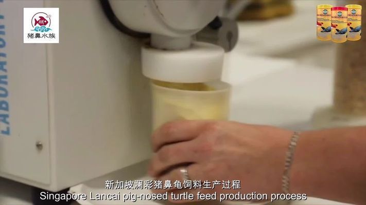 豬鼻龜產卵視頻大全播放：豬鼻龜產卵視頻大全