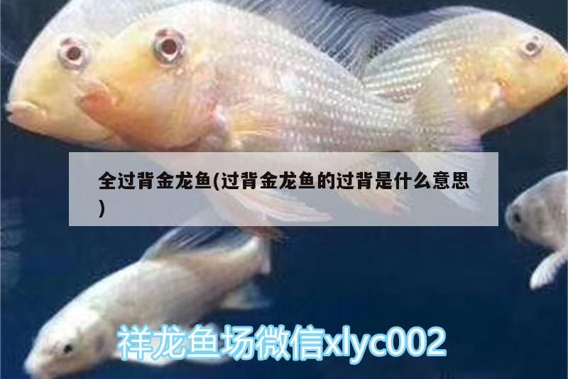 全過(guò)背金龍魚(yú)(過(guò)背金龍魚(yú)的過(guò)背是什么意思)