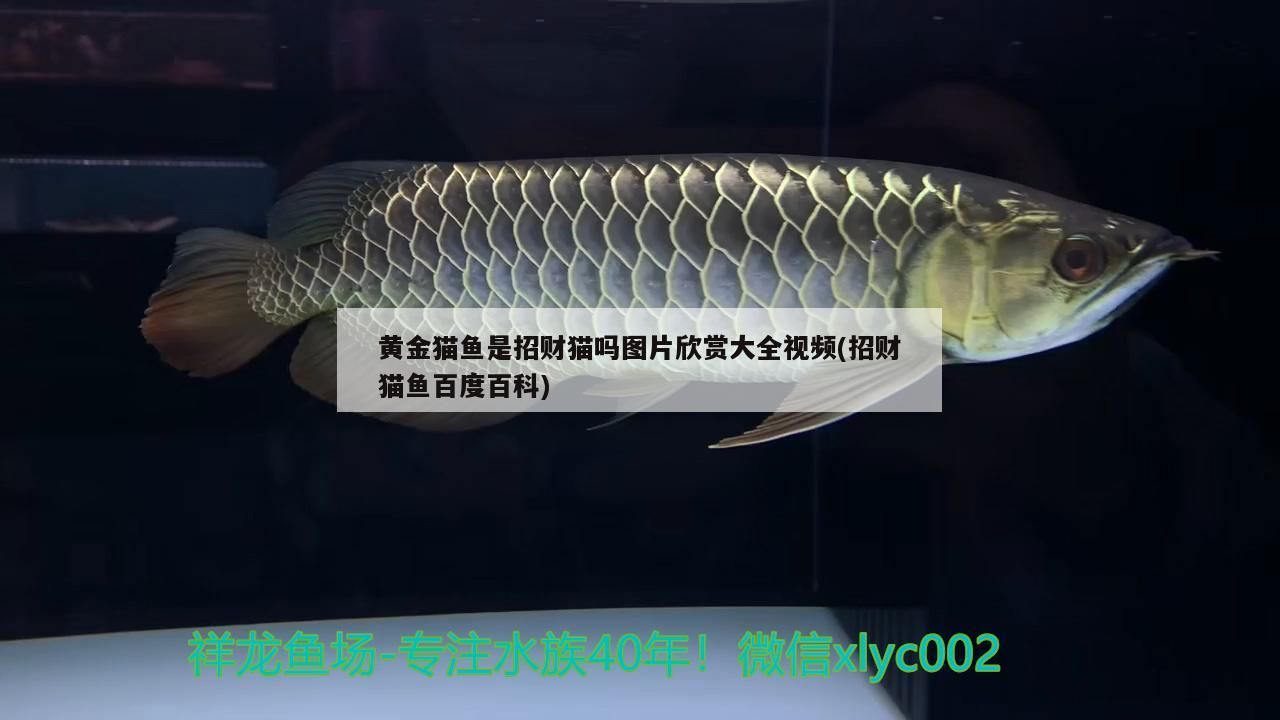 黃金貓魚是招財(cái)貓嗎圖片欣賞大全視頻(招財(cái)貓魚百度百科)