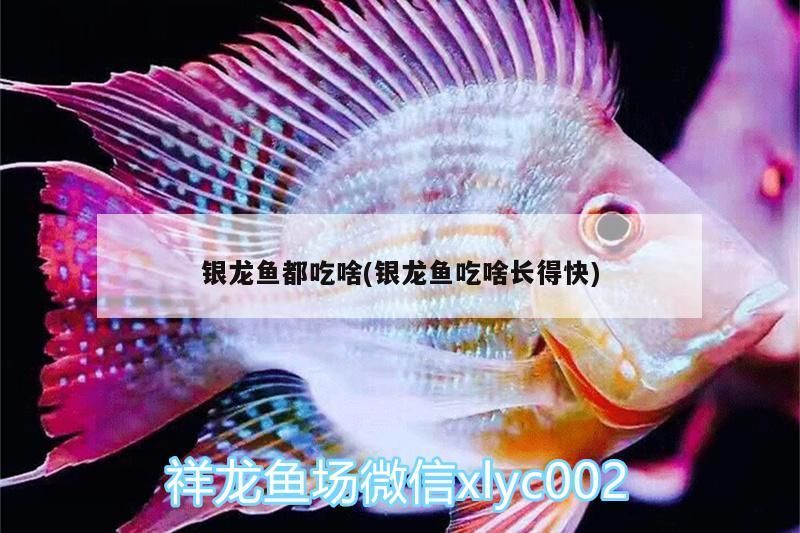 銀龍魚都吃啥(銀龍魚吃啥長得快)